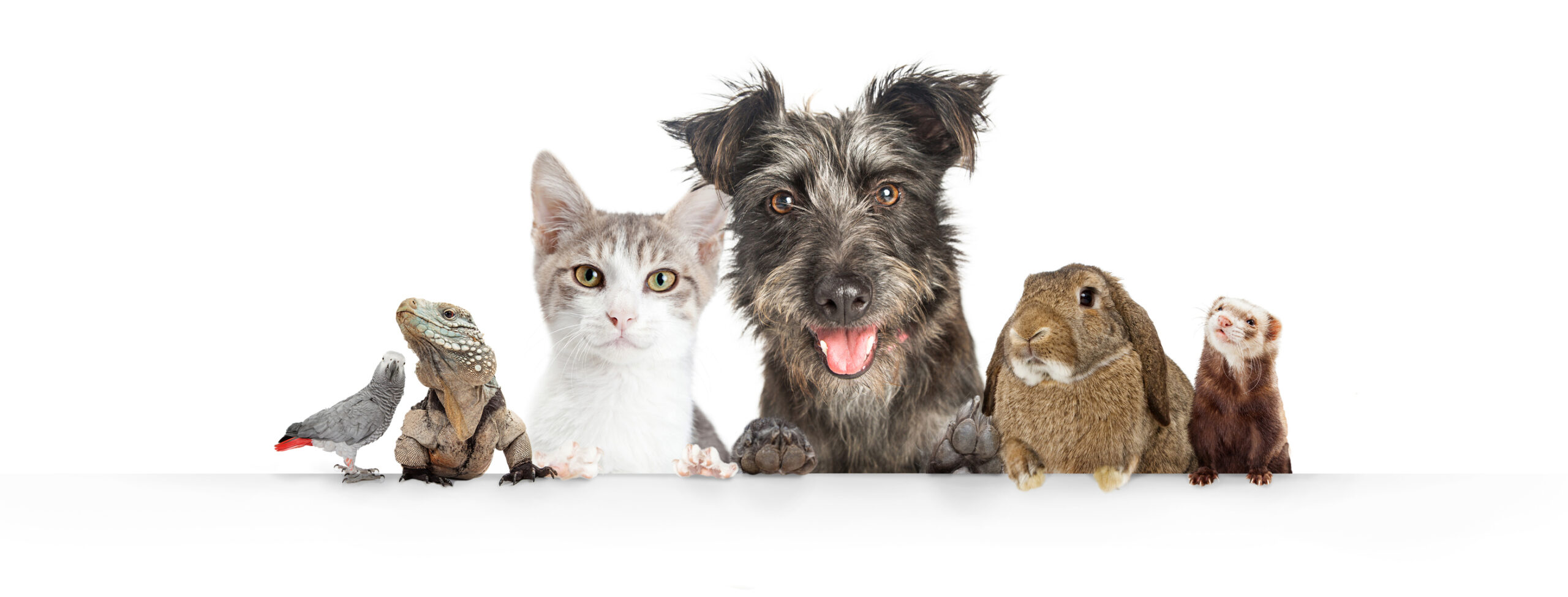 Domestic Pets Hanging Over White Website Banner